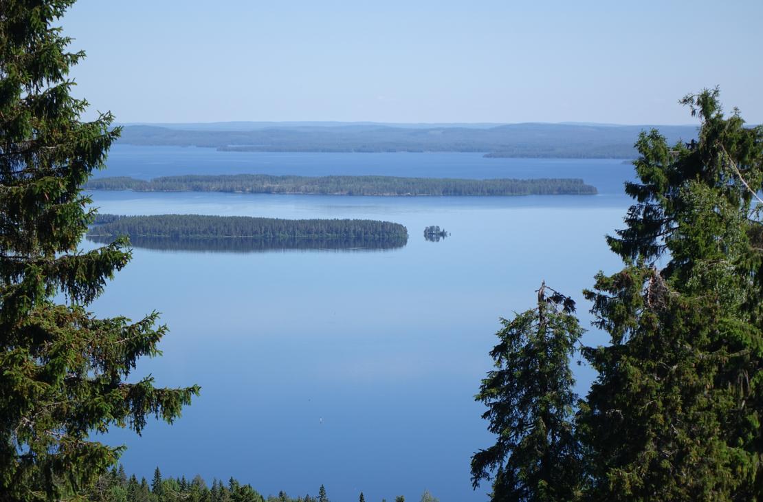 Koli