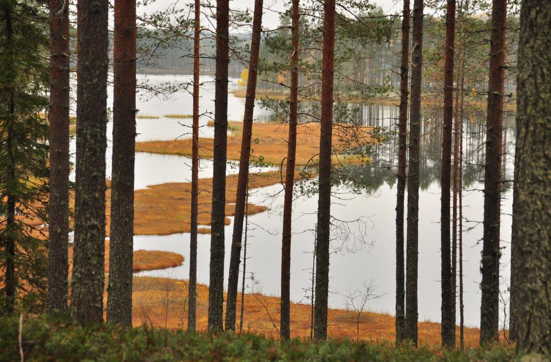Koli. Pohjois-Karjala