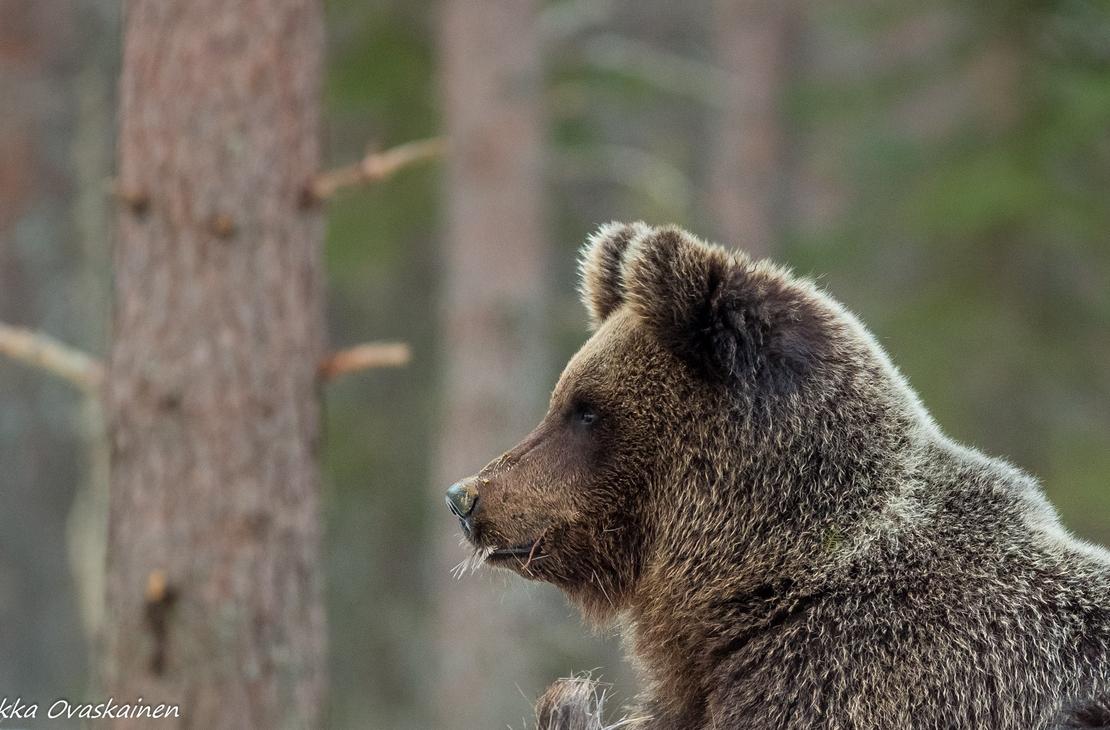 Tiilikan kansallispuisto opastetut retket