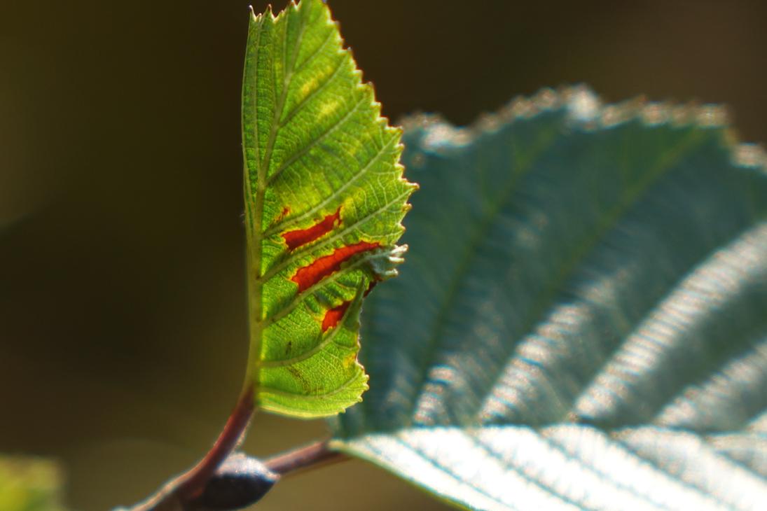 Bomba Äksyt Ämmät