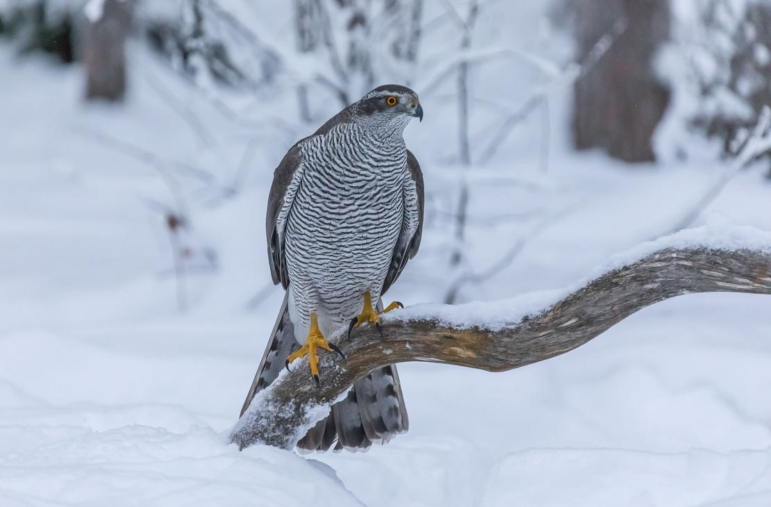 Kolin kansallispuisto opastetut kierrokset