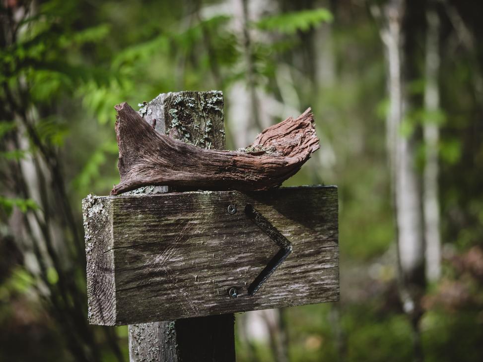 Kolin kansallispuisto opastetut kierrokset