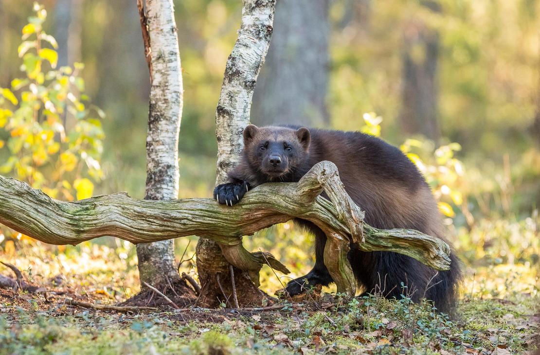Kolin kansallispuisto opastetut kierrokset