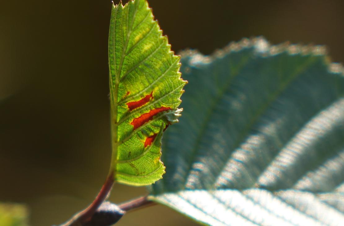 Bomba &Auml;ksyt &Auml;mm&auml;t