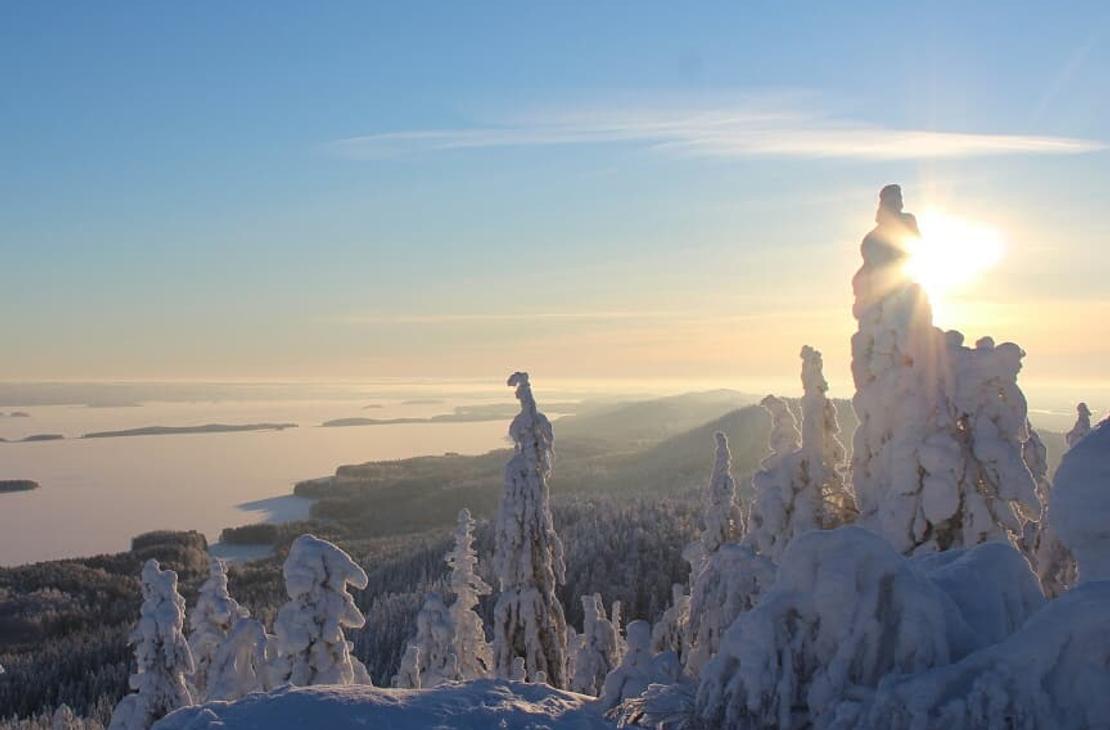 Koli