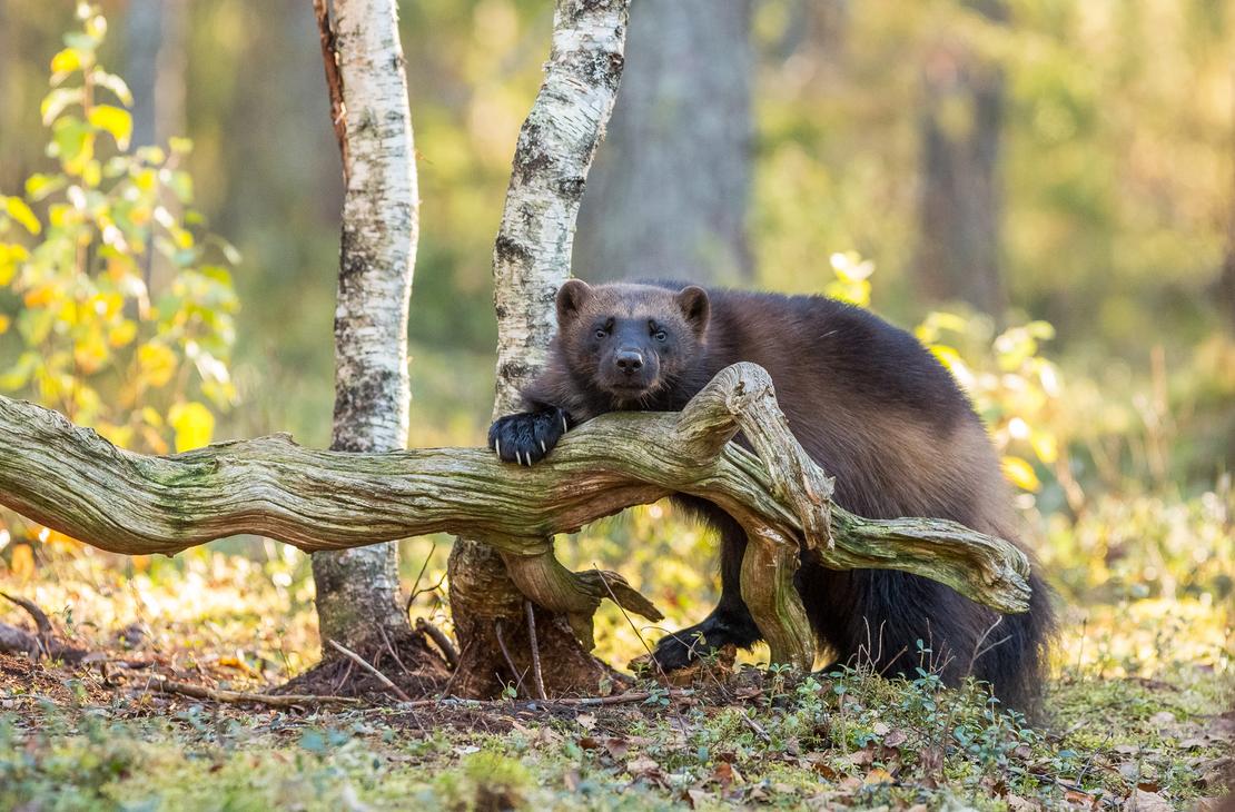 Kolin kansallispuisto opastetut kierrokset