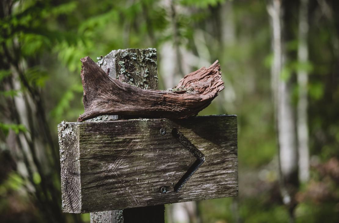 Kolin kansallispuisto opastetut kierrokset